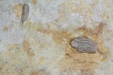 Five Crinoid Fossils (Three Species) - Crawfordsville, Indiana #92528-3